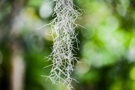 A closeup shot of white lichen on a branch with blurred background
