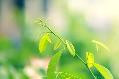 Beautiful natural leaves background. beautiful nature conceptの写真素材