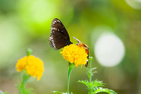Butterfly perched on a yellow flower in natureの写真素材