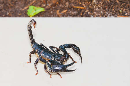 Emperor Scorpion, Pandinus imperator in front of white background. live black scorpion (Emperor...