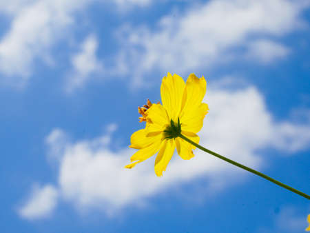yellow flowers against a beautiful sky backgroundの写真素材