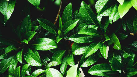 Abstract background image of leaves with water droplets for use as a background. Abstract image of leaves and water to decorate your website or publication.の写真素材
