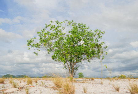 Eucalyptus trees in nature live in arid areas. Eucalyptus trees are drought-tolerant plants that can be grown in sand.の写真素材