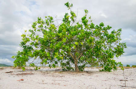 Eucalyptus trees in nature live in arid areas. Eucalyptus trees are drought-tolerant plants that can be grown in sand.の写真素材