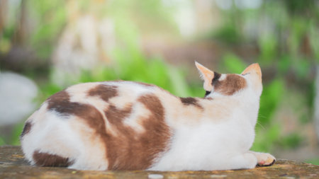 Thai short haired cat, cute pattern. playful cute catの写真素材