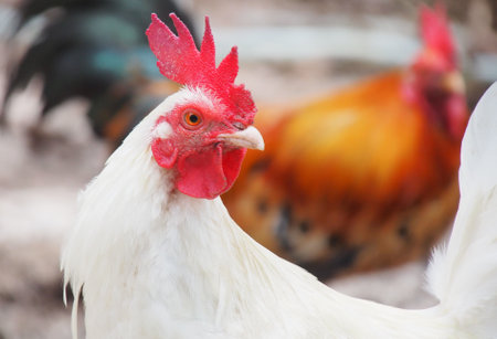 close-up photo of red crested white bantamの写真素材