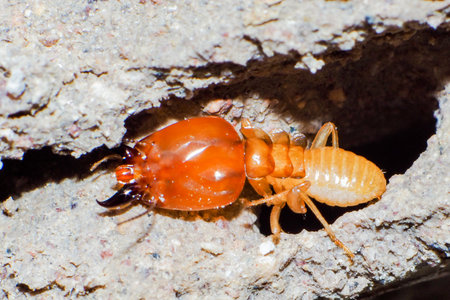Close up termite soldiers are guarding the nest. Termites life. Super macro danger termiteの写真素材