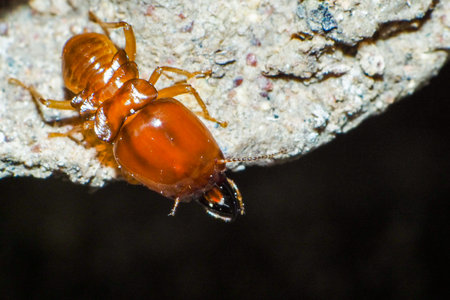 Close up termite soldiers are guarding the nest. Termites life. Super macro danger termiteの写真素材