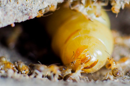 The queen of termites and termites who perform labor duties. Large termite mothers are responsible for laying eggs to increase the termite population.の写真素材