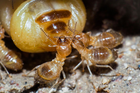 The queen of termites and termites who perform labor duties. Large termite mothers are responsible for laying eggs to increase the termite population.の写真素材