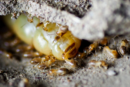 The queen of termites and termites who perform labor duties. Large termite mothers are responsible for laying eggs to increase the termite population.の写真素材