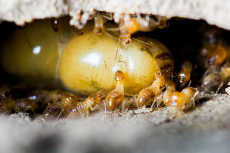 The queen of termites and termites who perform labor duties. Large termite mothers are responsible for laying eggs to increase the termite population.の写真素材