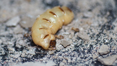 The queen of termites and termites who perform labor duties. Large termite mothers are responsible for laying eggs to increase the termite population.の写真素材