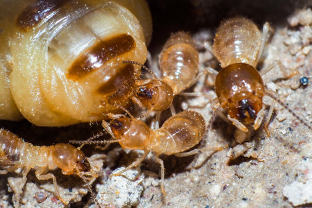 The queen of termites and termites who perform labor duties. Large termite mothers are responsible for laying eggs to increase the termite population.の写真素材