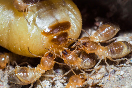 The queen of termites and termites who perform labor duties. Large termite mothers are responsible for laying eggs to increase the termite population.の写真素材