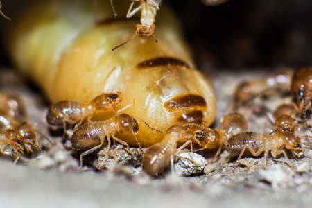 The queen of termites and termites who perform labor duties. Large termite mothers are responsible for laying eggs to increase the termite population.の写真素材