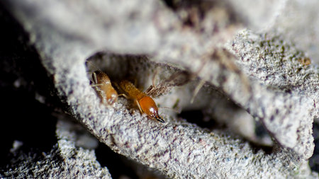 Termites that perform labor in termite nestsの写真素材
