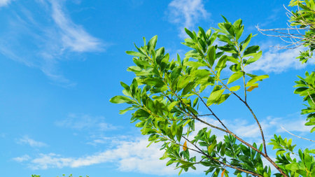 A beautiful eucalyptus tree on the barren sand. Eucalyptus trees are drought tolerant.の写真素材