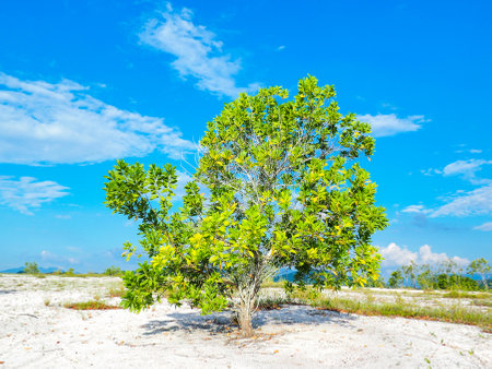 A beautiful eucalyptus tree on the barren sand. Eucalyptus trees are drought tolerant.の写真素材