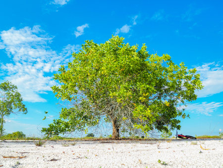 A beautiful eucalyptus tree on the barren sand. Eucalyptus trees are drought tolerant.の写真素材