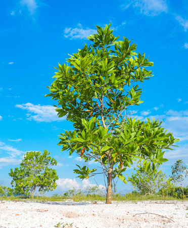 A beautiful eucalyptus tree on the barren sand. Eucalyptus trees are drought tolerant.の写真素材