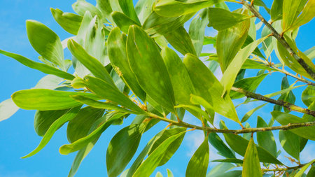 A beautiful eucalyptus tree on the barren sand. Eucalyptus trees are drought tolerant.