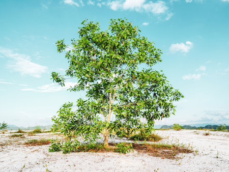A beautiful eucalyptus tree on the barren sand. Eucalyptus trees are drought tolerant.の写真素材