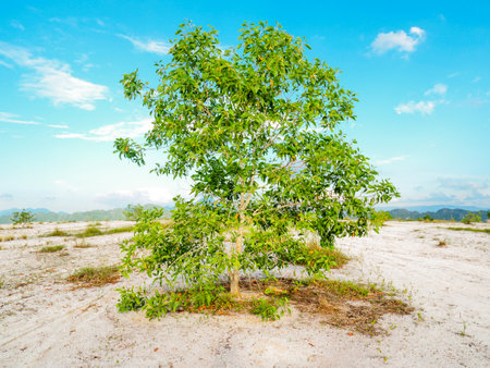 A beautiful eucalyptus tree on the barren sand. Eucalyptus trees are drought tolerant.の写真素材