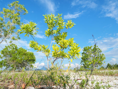 A beautiful eucalyptus tree on the barren sand. Eucalyptus trees are drought tolerant.の写真素材