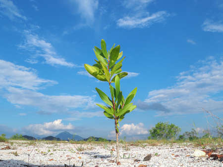 A beautiful eucalyptus tree on the barren sand. Eucalyptus trees are drought tolerant.