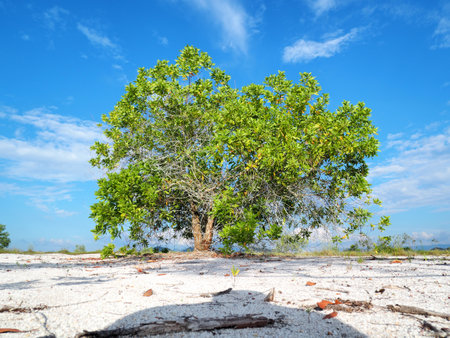 A beautiful eucalyptus tree on the barren sand. Eucalyptus trees are drought tolerant.の写真素材