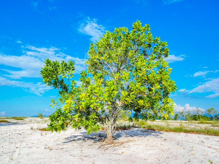 A beautiful eucalyptus tree on the barren sand. Eucalyptus trees are drought tolerant.の写真素材