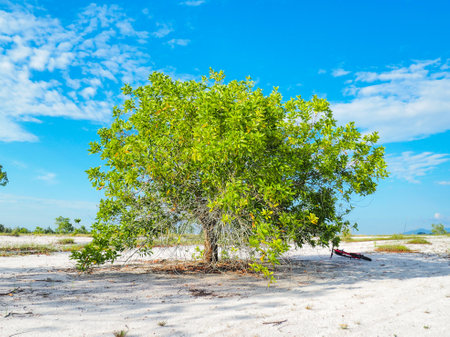 A beautiful eucalyptus tree on the barren sand. Eucalyptus trees are drought tolerant.の写真素材