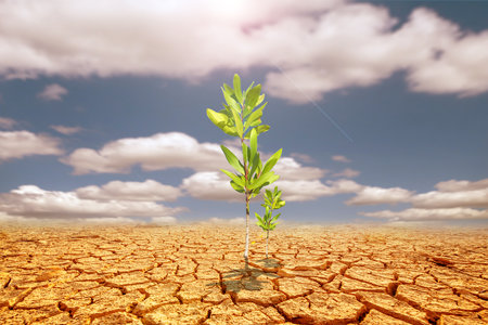 Eucalyptus trees on a barren land. Trees in drought-stricken areas. Eucalyptus trees are drought tolerant.の写真素材