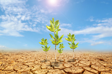 Eucalyptus trees on a barren land. Trees in drought-stricken areas. Eucalyptus trees are drought tolerant.の写真素材