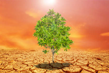 Eucalyptus trees on a barren land. Trees in drought-stricken areas. Eucalyptus trees are drought...