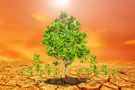 Eucalyptus trees on a barren land. Trees in drought-stricken areas. Eucalyptus trees are drought tolerant.の写真素材
