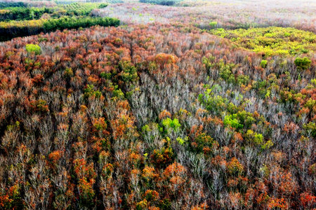 An aerial view of a rubber plantation in Thailand defoliating in summer. autumn forest in the...