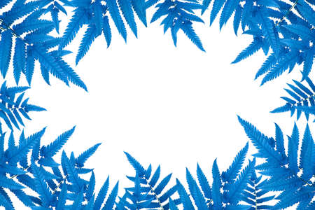 Blue fern leaves on white background. Flat lay, top view.の写真素材