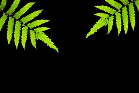 Green fern leaves isolated on black background with copy space for textの写真素材