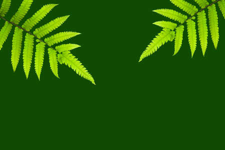 Green leaves of fern on a green background. Vector illustration.の写真素材