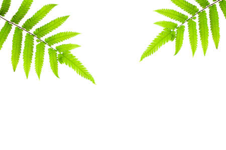 Green leaves isolated on white background with copy space for your text.の写真素材