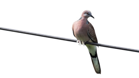 Bird perched on wires on colored background with clipping pathの写真素材