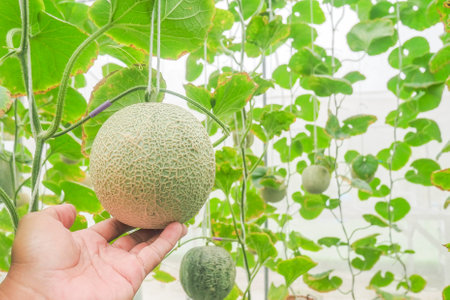 Melon in a professional planting plot. Melon in the farm. melon plantingの写真素材
