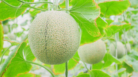 Melon in a professional planting plot. Melon in the farm. melon plantingの写真素材