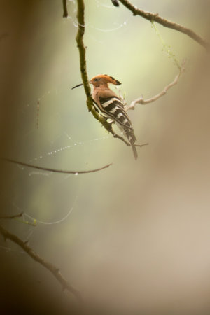 Hoopoe/Common Hoopoe, Hoopoe (Upupa epops) has the hood-crested hood of the American Indians of the past. The body has light brown transverse stripes. or black and white Long, slender, curved mouth, clinging to tree branches in Thailand.の写真素材