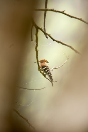 Hoopoe/Common Hoopoe, Hoopoe (Upupa epops) has the hood-crested hood of the American Indians of the past. The body has light brown transverse stripes. or black and white Long, slender, curved mouth, clinging to tree branches in Thailand.の写真素材