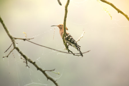 Hoopoe/Common Hoopoe, Hoopoe (Upupa epops) has the hood-crested hood of the American Indians of the past. The body has light brown transverse stripes. or black and white Long, slender, curved mouth, clinging to tree branches in Thailand.の写真素材