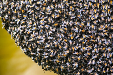 Close-up of a honeycomb with a large number of bees. A large number of bees cling to the nest.の写真素材