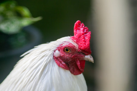 Close-up photo of a white chicken with a red crest. Red and white bantam roosterの写真素材